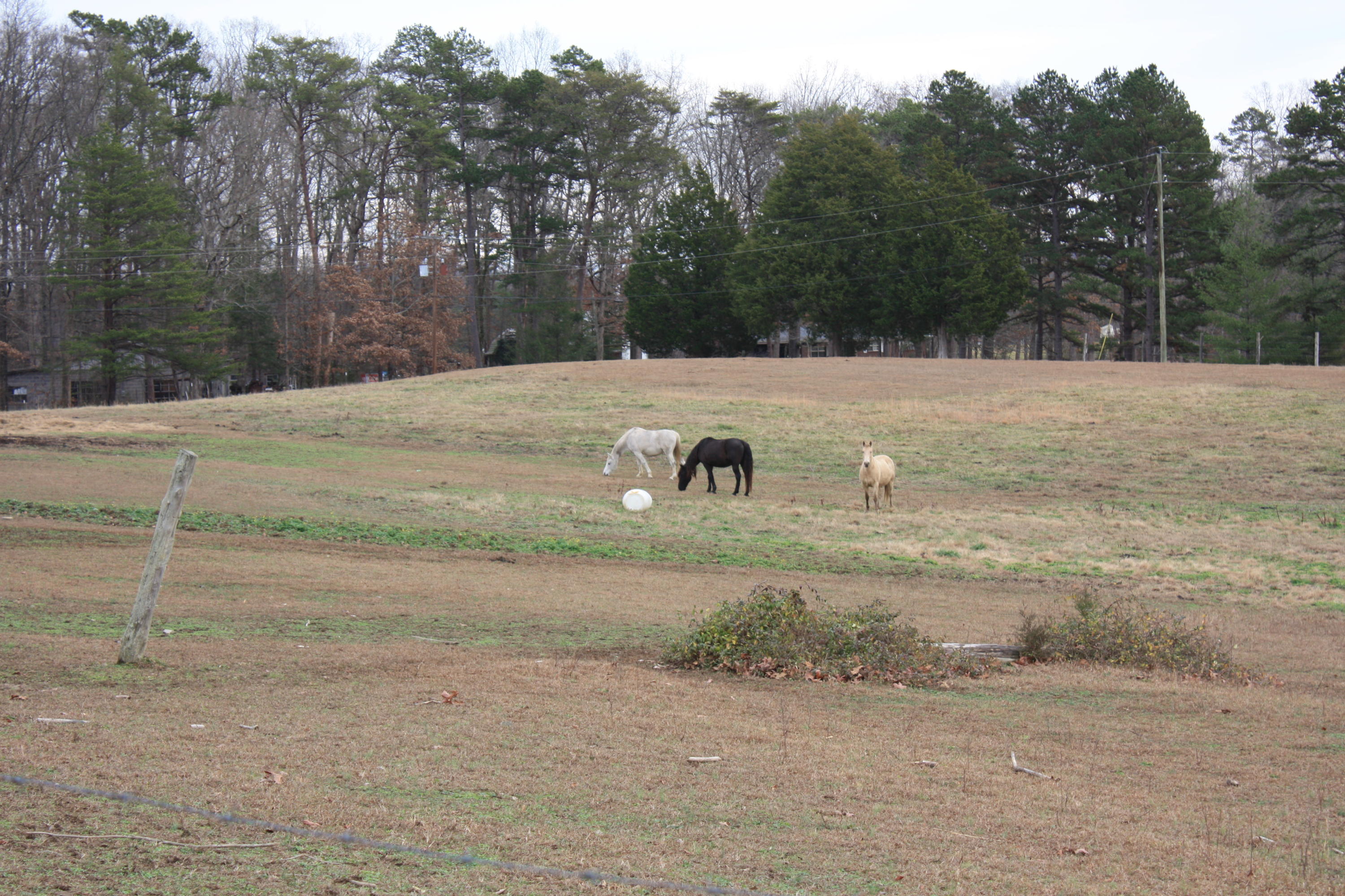 O Gilbreath Road Mosheim, TN 37818 - Photo 8 of 11 IMG_0006 (1)