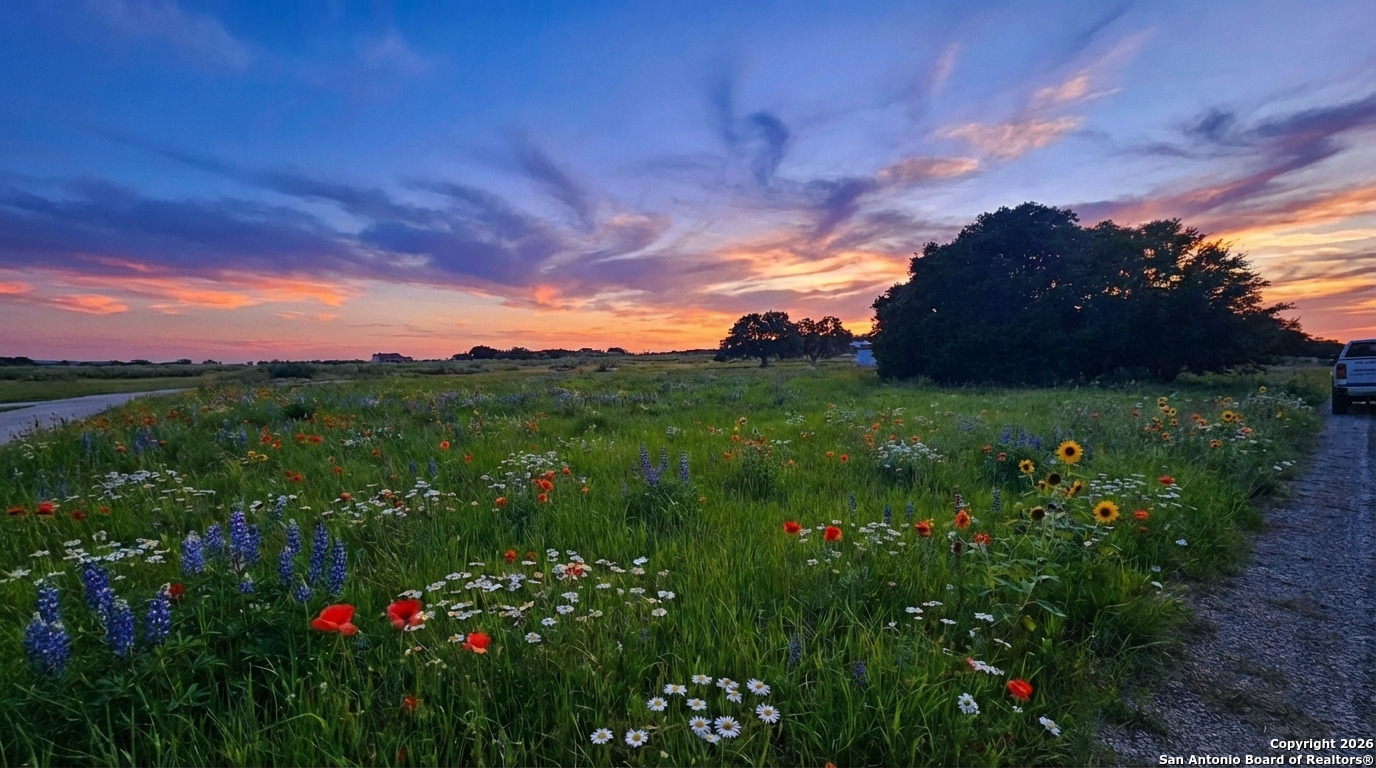 a view of a bunch of flowers in a yard