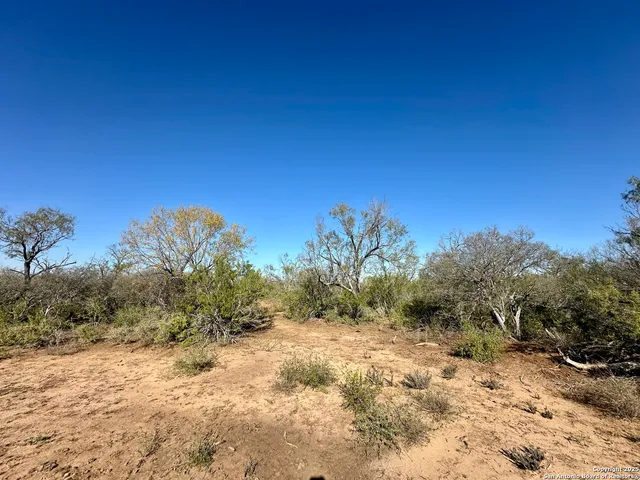 a view of a dry yard with trees