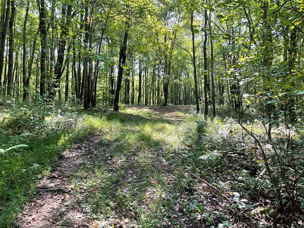 326 Stevens Road Utica, PA 16362 - Photo 11 of 11 a big yard with lots of green space and deers