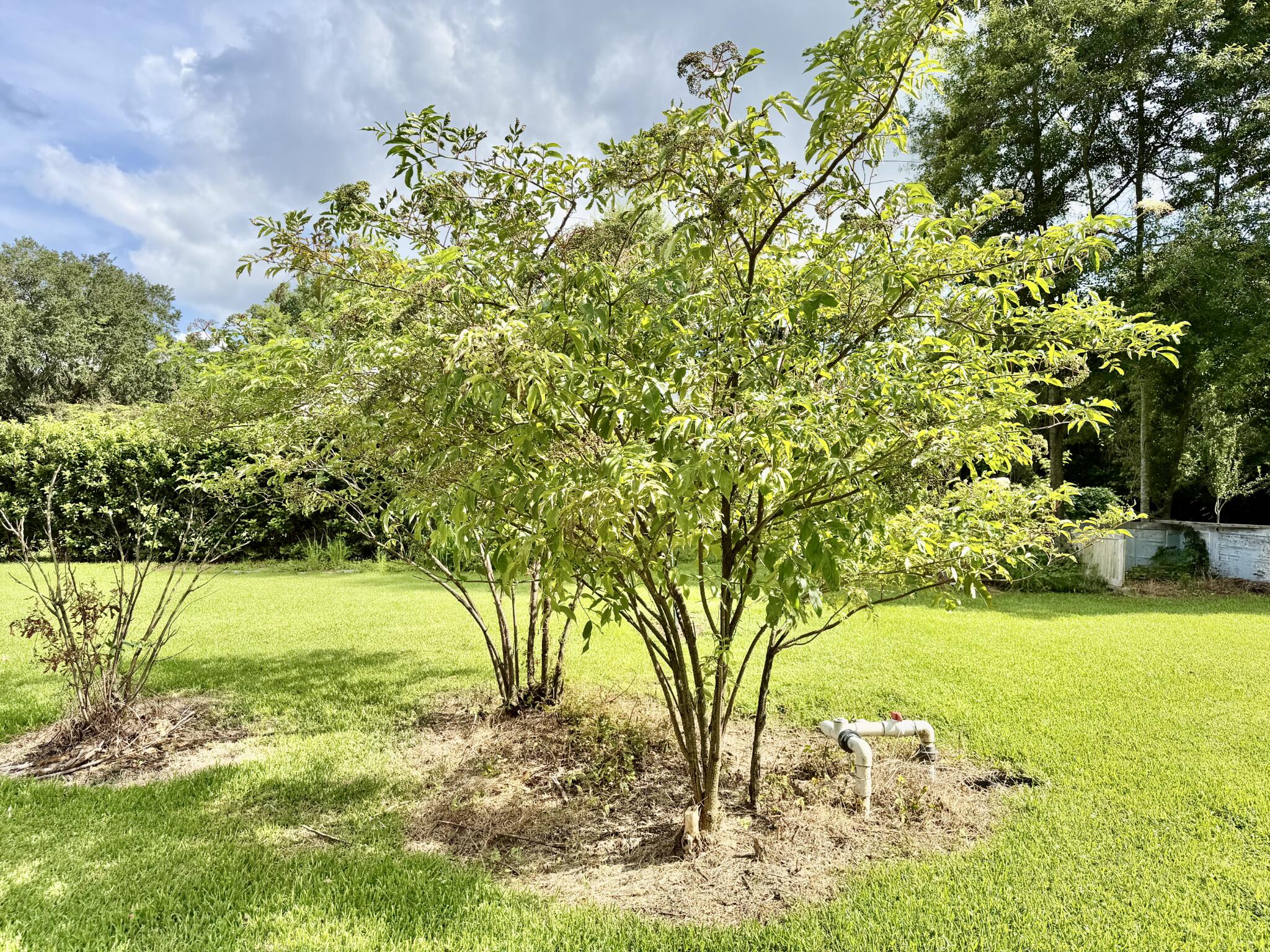 1640 Old Bay Springs Road Laurel, MS 39440 - Photo 66 of 69 Gallery Image 66