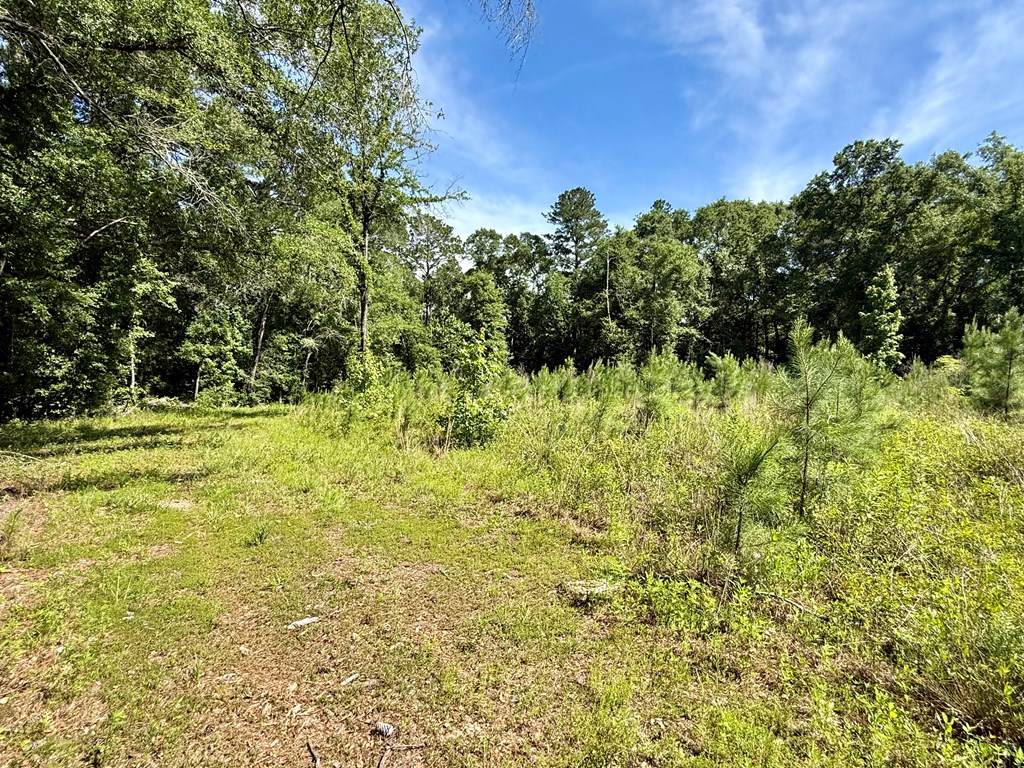 60-acres Hutton Road Hartford, AL 36344 - Photo 20 of 31