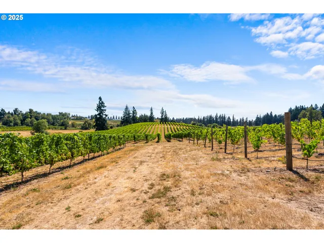 a view of a large yard with plants and large trees