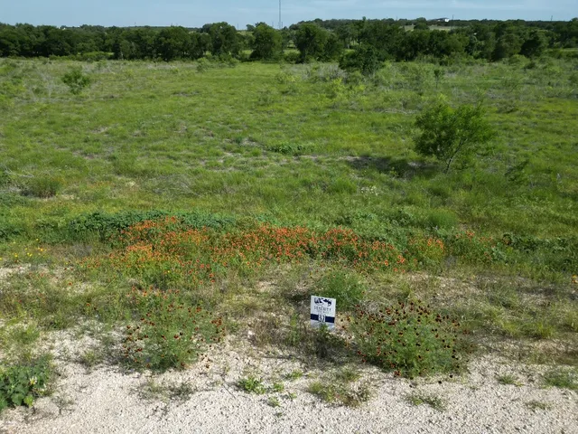 a view of a lush green forest with lots of trees