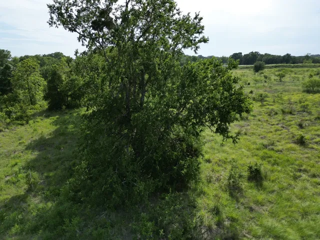 a view of a lush green forest with houses