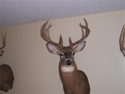 967 Red Oak Road Bronson, MI 49028 - Photo 4 of 5 Additional Photo