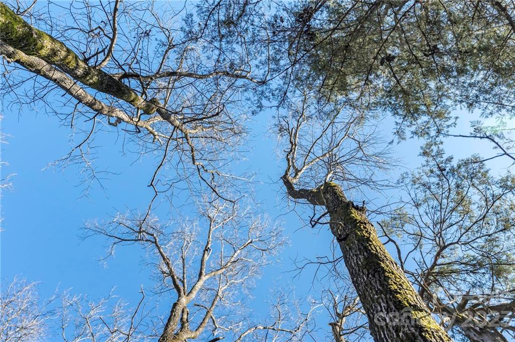 7607 Tesh Road Monroe, NC 28110 - Photo 26 of 31 a view of a tree