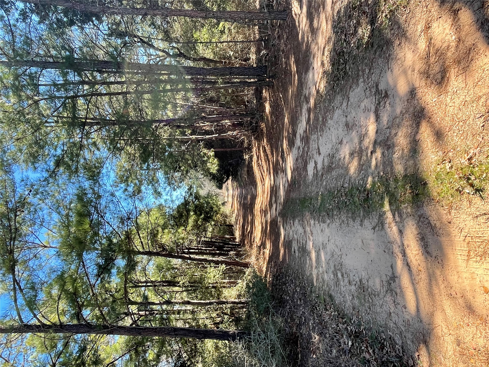 360 Copeland Hill Road, Unit 3B Smithville, TX 78957 - Photo 3 of 10 a view of dirt yard with a large tree