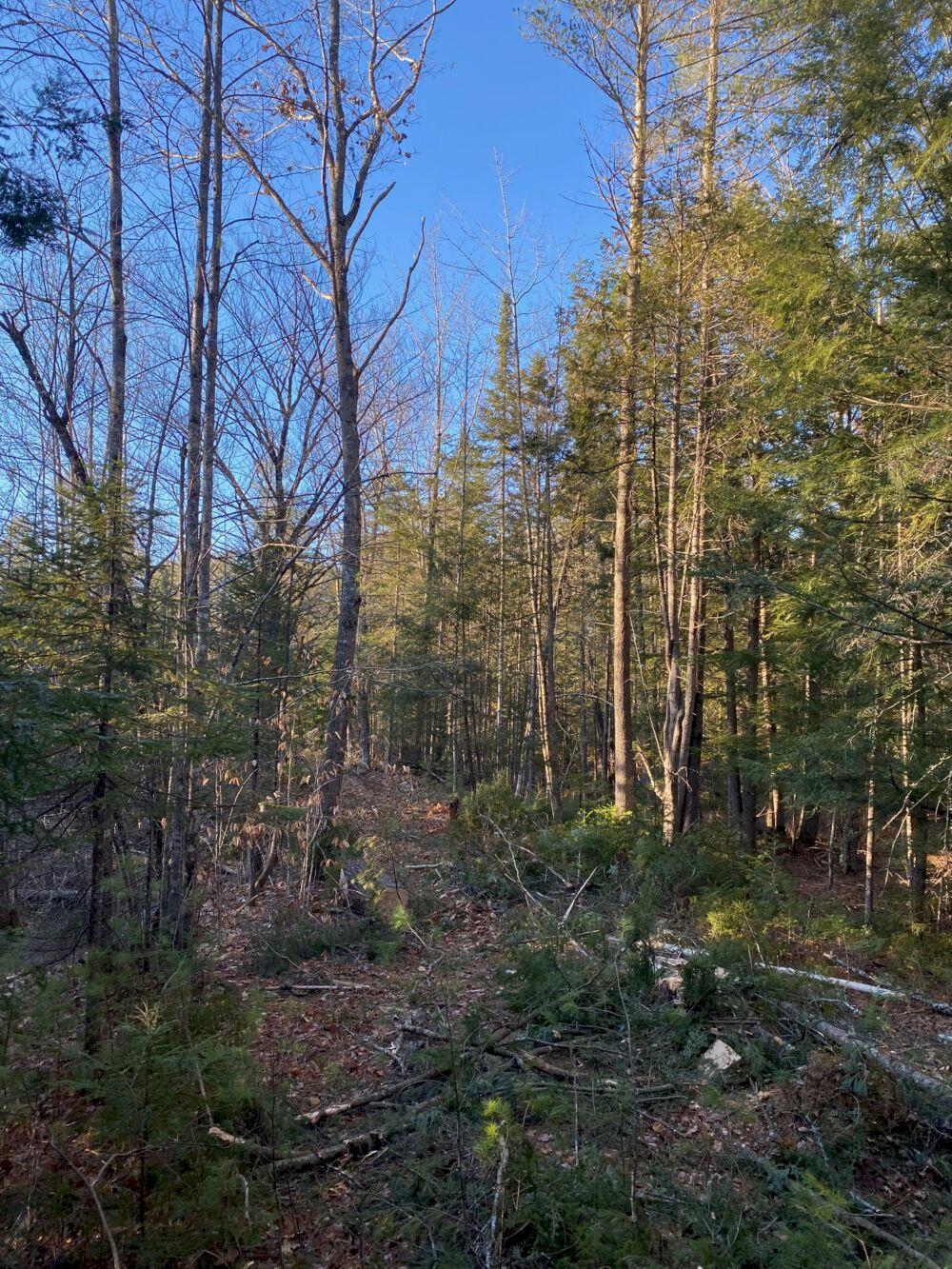 P/o M2-l31 P/o M2-l31 Walker Road Madison, ME 04950 - Photo 14 of 16 IMG_5993