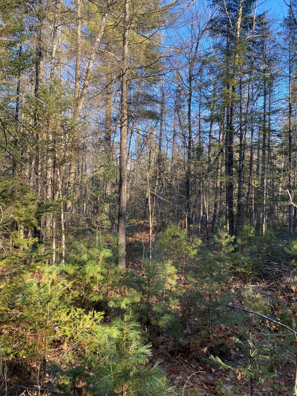 P/o M2-l31 P/o M2-l31 Walker Road Madison, ME 04950 - Photo 7 of 16 IMG_5985