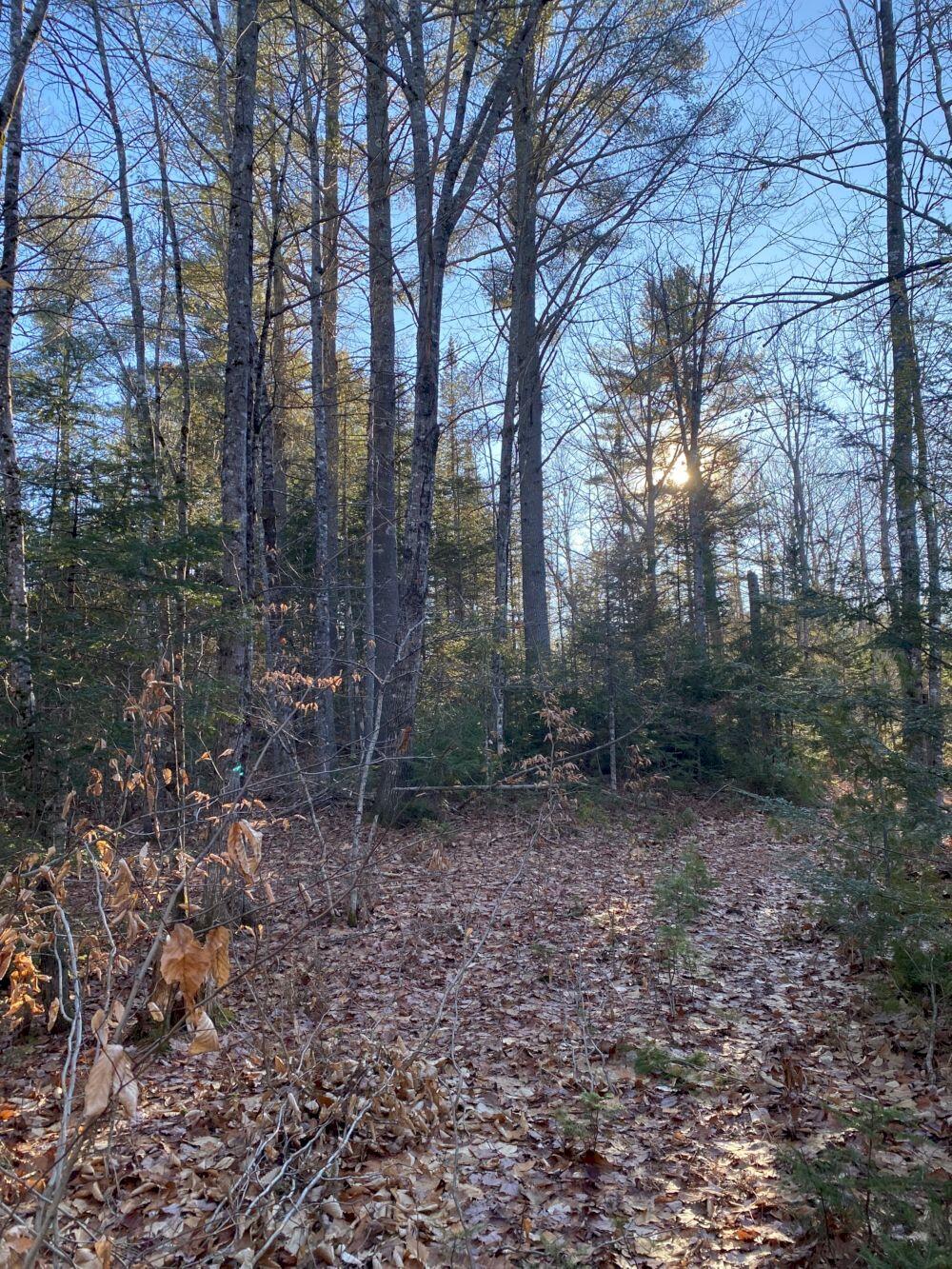 P/o M2-l31 P/o M2-l31 Walker Road Madison, ME 04950 - Photo 9 of 16 IMG_5987