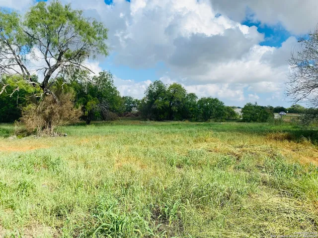 a close up of a plant in a garden