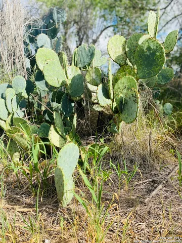 a view of a yard with an trees
