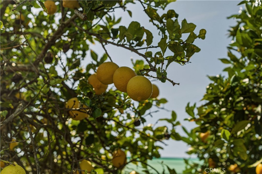 2251 South Stage Coach Lane Fallbrook, CA 92028 - Photo 32 of 69 Enjoy your own citrus!