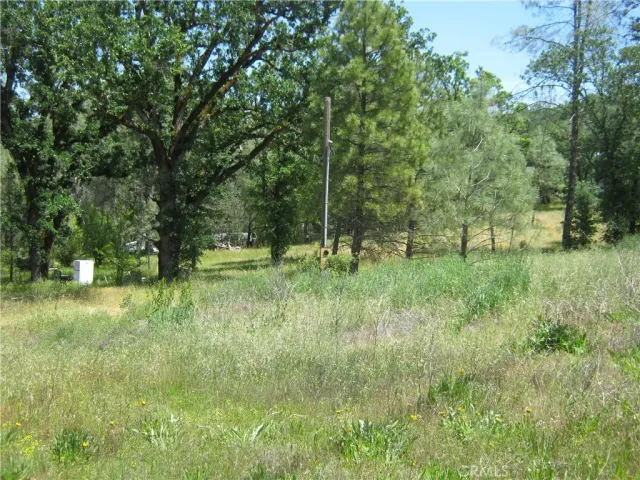 a big yard with lots of green space and deers