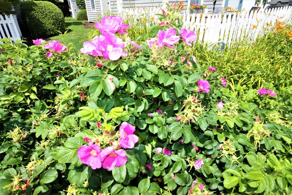 16 Brant Rock Road Mashpee, MA 02649 - Photo 18 of 22 a view of a flower in a garden