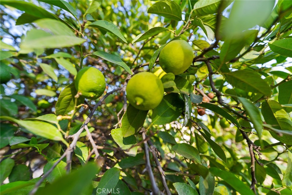 8925 Penny Drive Riverside, CA 92503 - Photo 46 of 48 a view of a tree in a garden