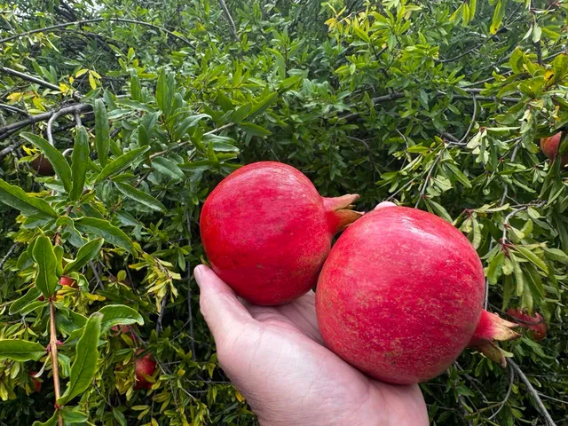 $30,000 | 19601 Spring Gulch Road, Anderson, CA 96007