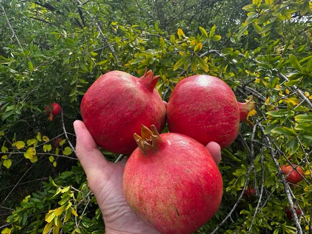 a view of a wooden fence