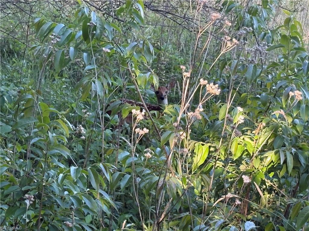 1620 Rogers Road Mount Airy, NC 27030 - Photo 20 of 27 Can you spot the little guy with spots? Lots of deer!