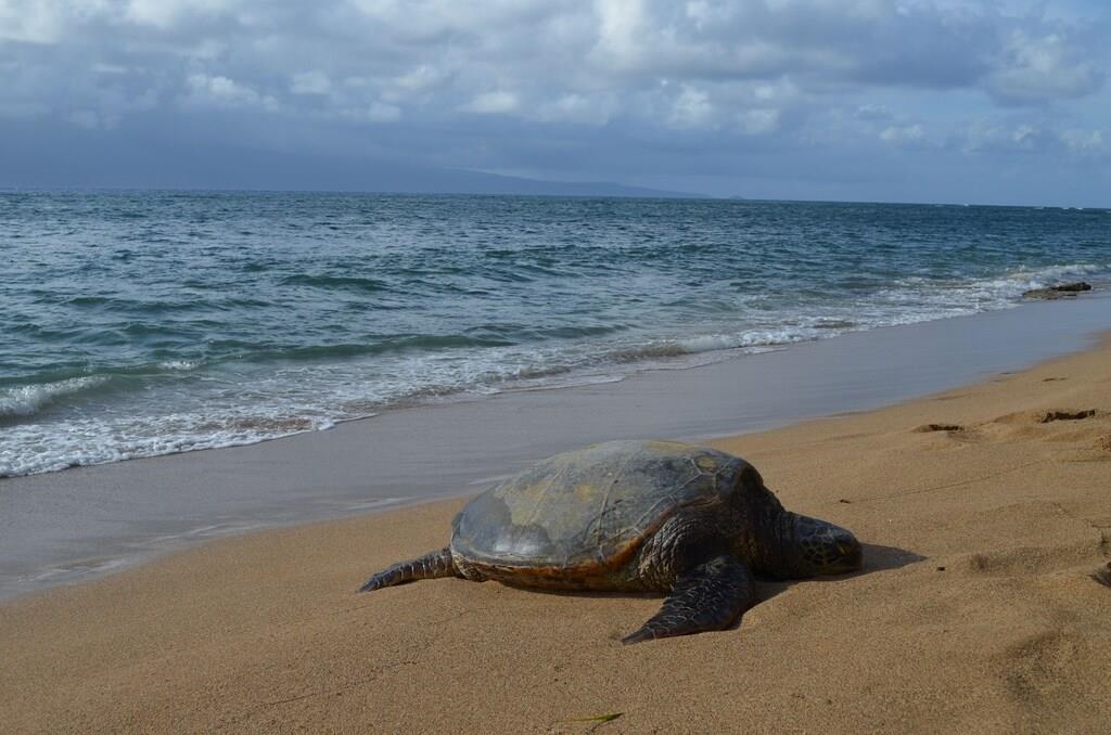 2737 South Kihei Road, Unit 336 Kihei, HI 96753 - Photo 34 of 38