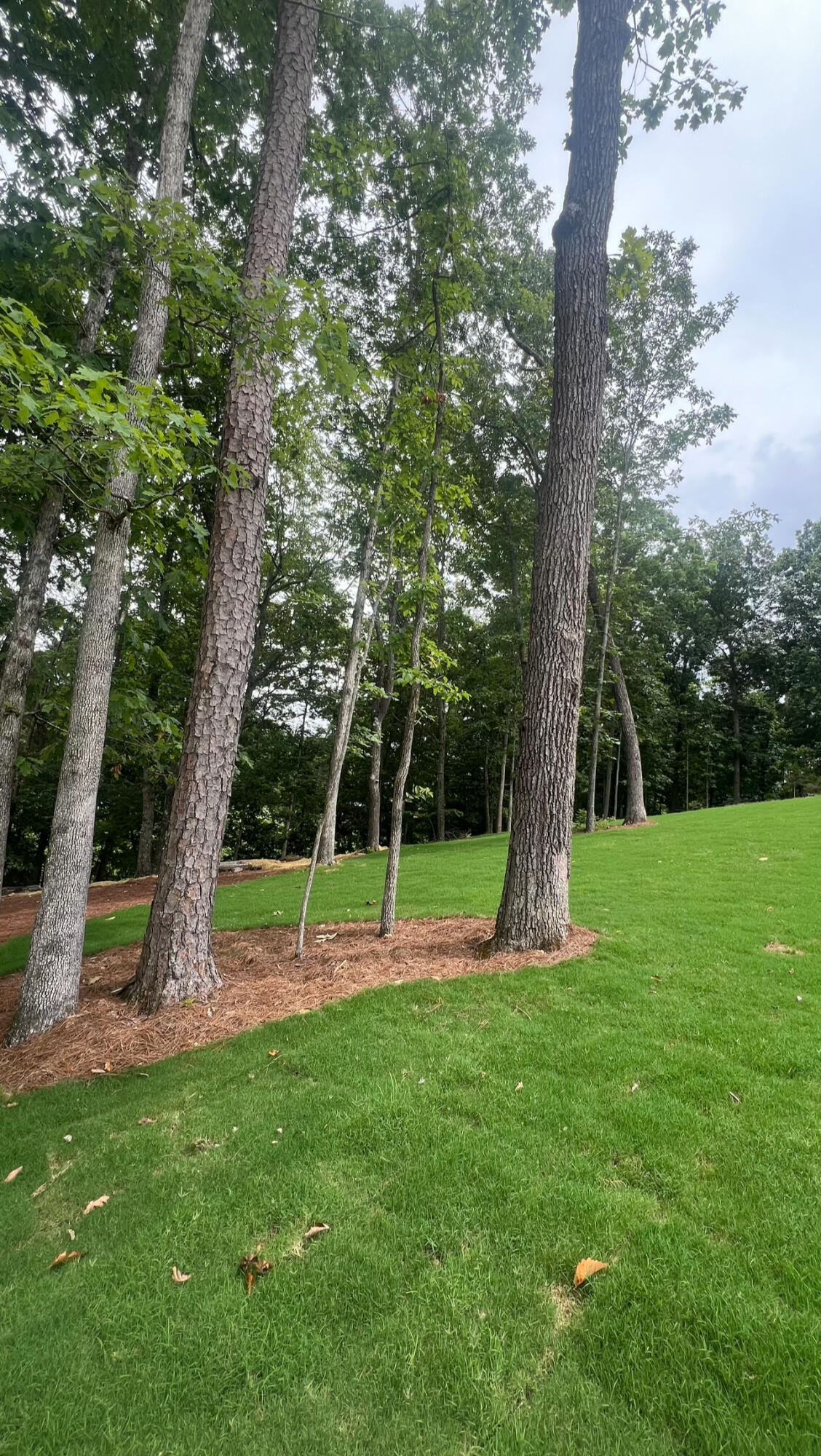 6318 Shirley Pond Road Harrison, TN 37341 - Photo 56 of 66 IMG_1200-2