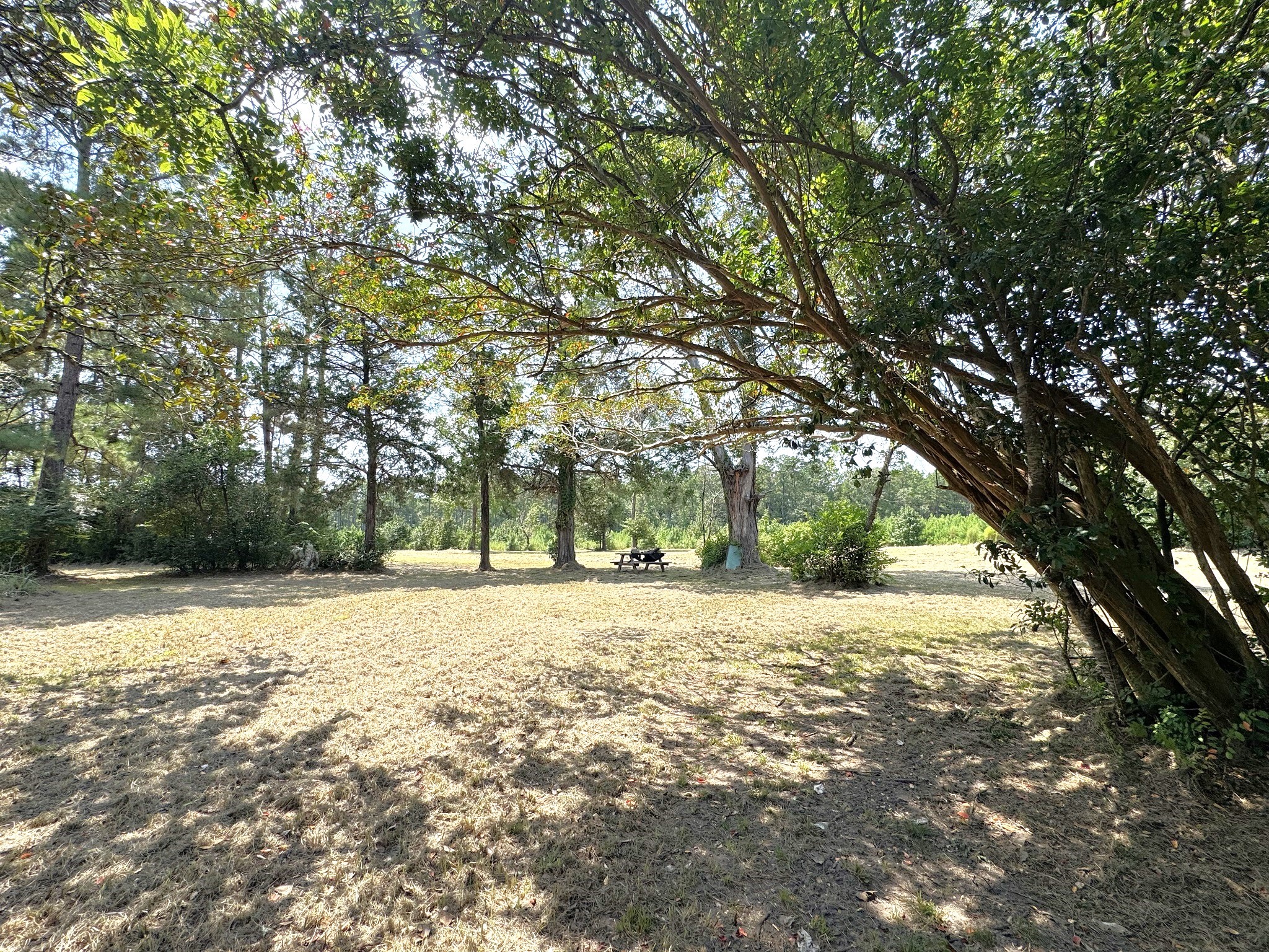 Tbd South Pitzer Street Colmesneil, TX 75938 - Photo 41 of 43 a view of outdoor space with trees