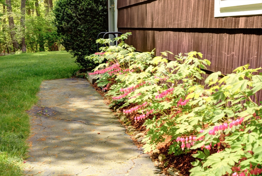 10 Long Meadow Road Chelmsford, MA 01824 - Photo 39 of 42 a bunch of flowers with wooden fence