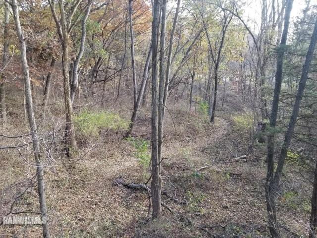 13767 3 Mile Road Savanna, IL 61074 - Photo 1 of 17 a view of a forest that has large trees