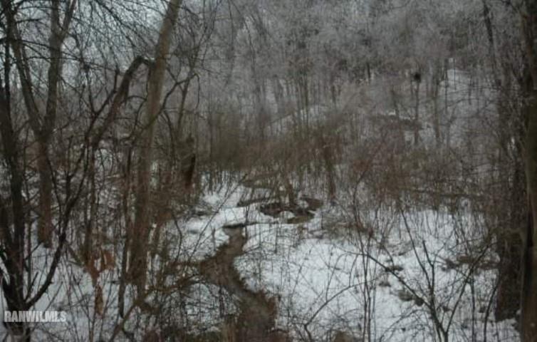 13767 3 Mile Road Savanna, IL 61074 - Photo 13 of 17 a view of a forest with trees in the background