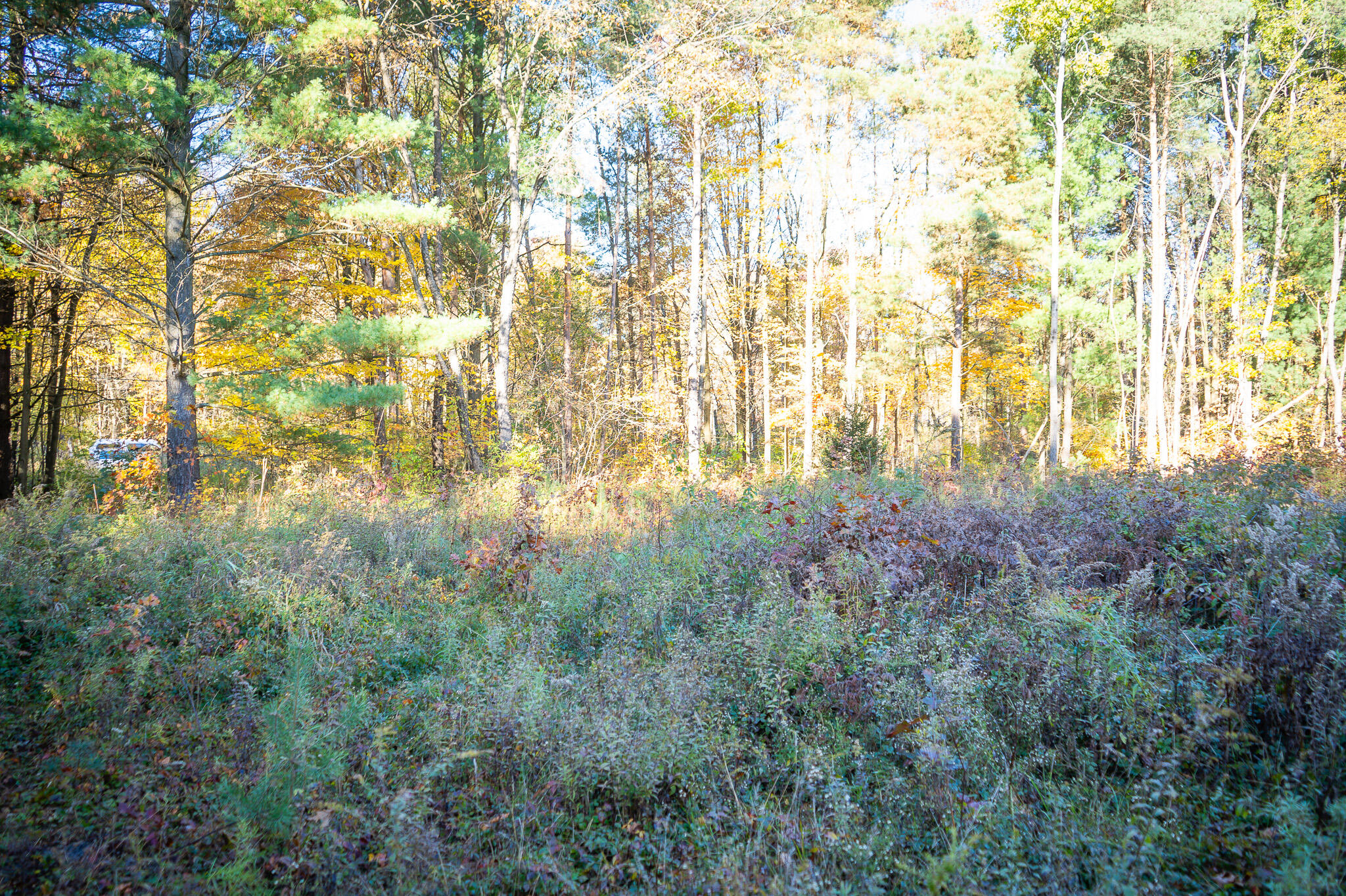 00 Sullivan Road Ravenna, MI 49451 - Photo 11 of 32 DSC07400