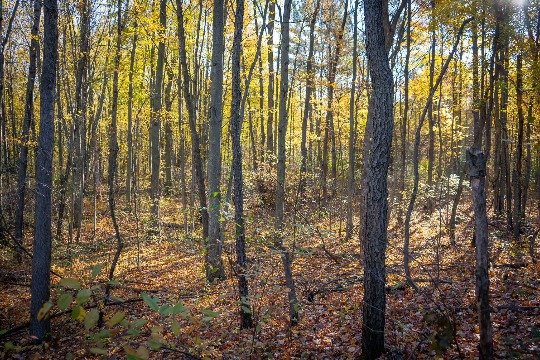 00 Sullivan Road Ravenna, MI 49451 - Photo 12 of 32 DSC07401