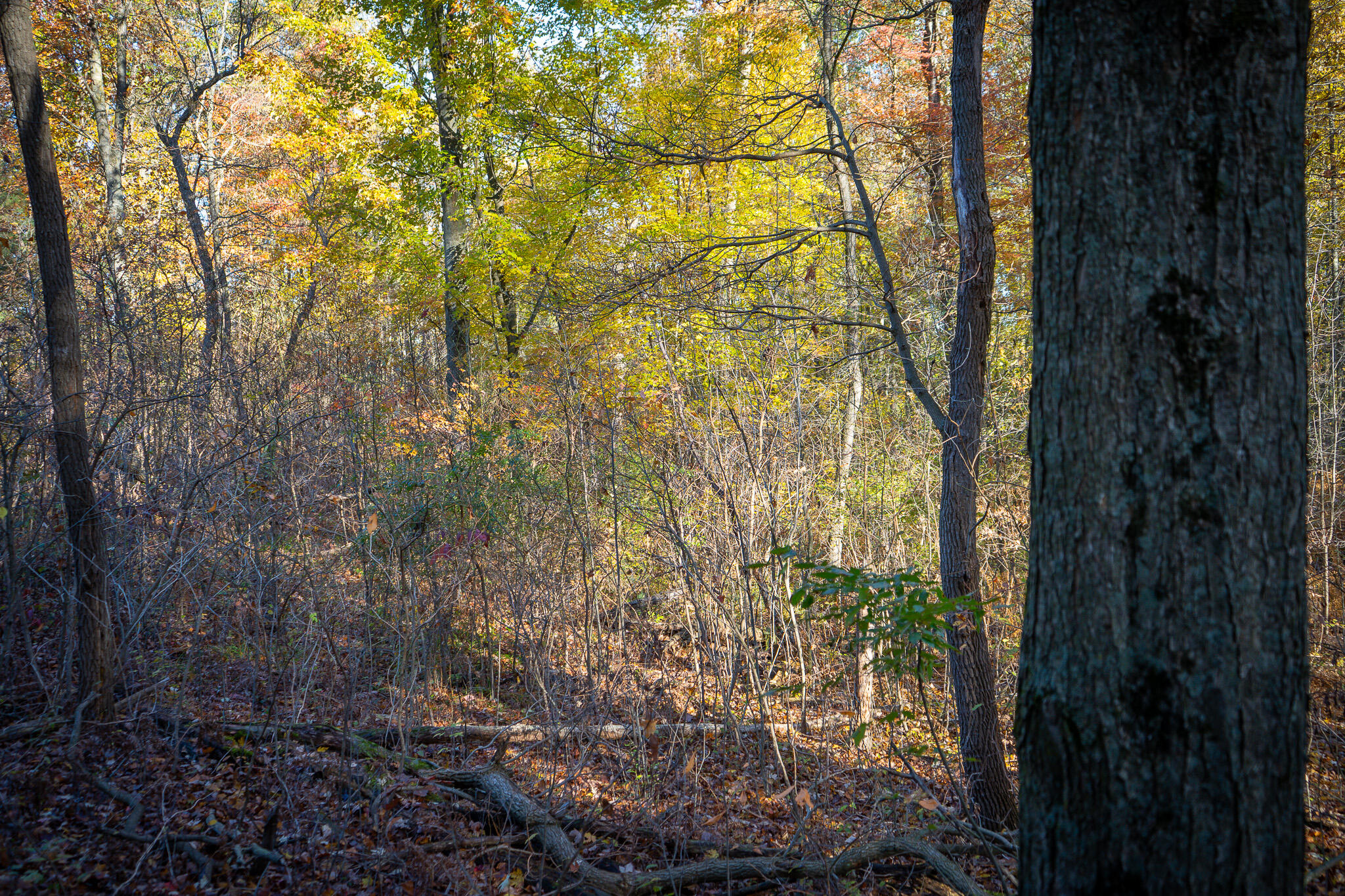 00 Sullivan Road Ravenna, MI 49451 - Photo 13 of 32 DSC07402