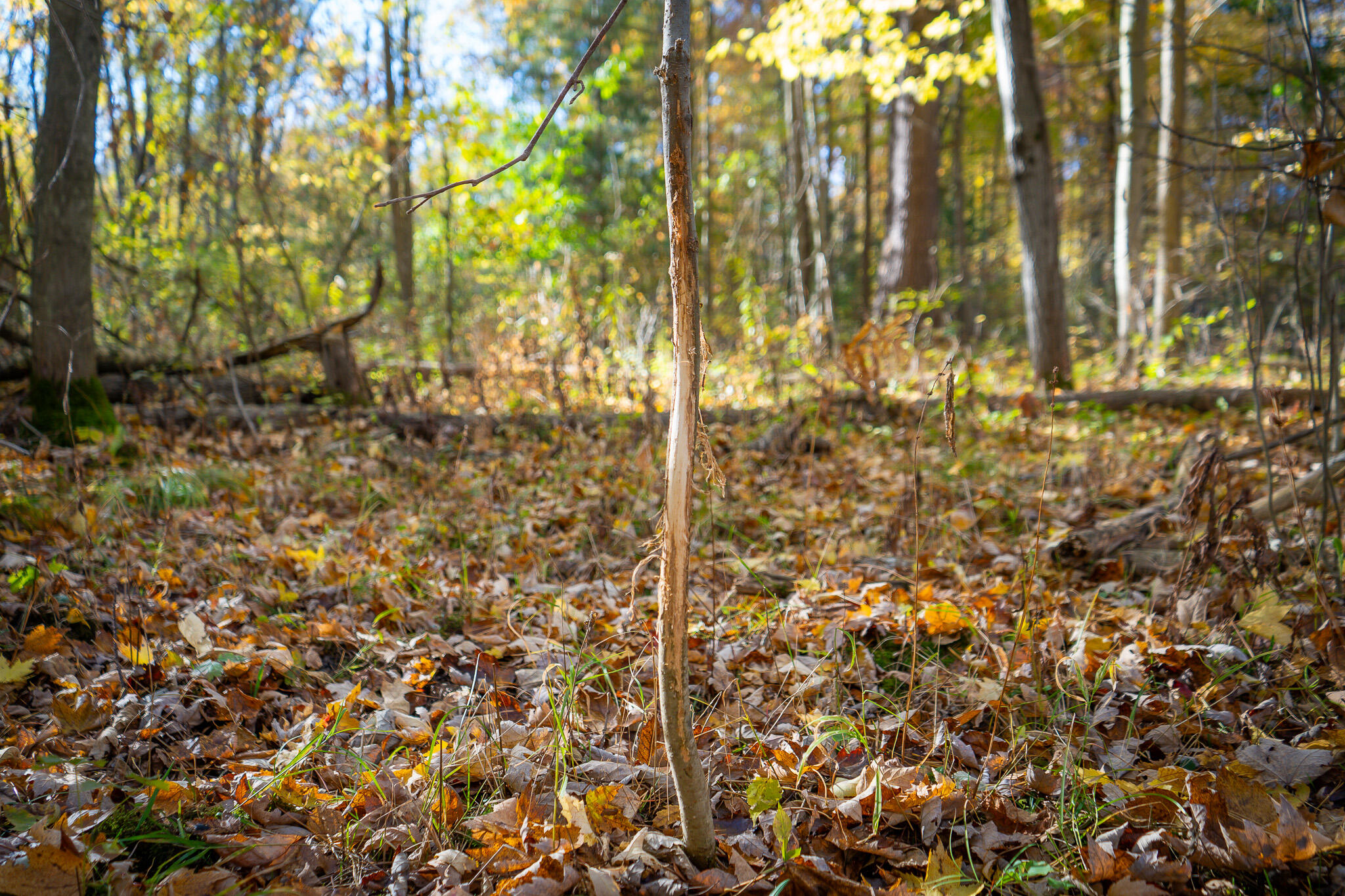 00 Sullivan Road Ravenna, MI 49451 - Photo 16 of 32 DSC07405