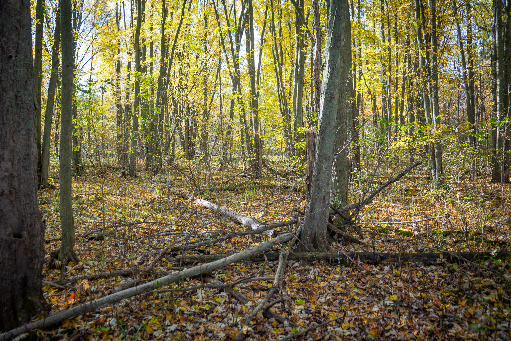00 Sullivan Road Ravenna, MI 49451 - Photo 19 of 32 DSC07408