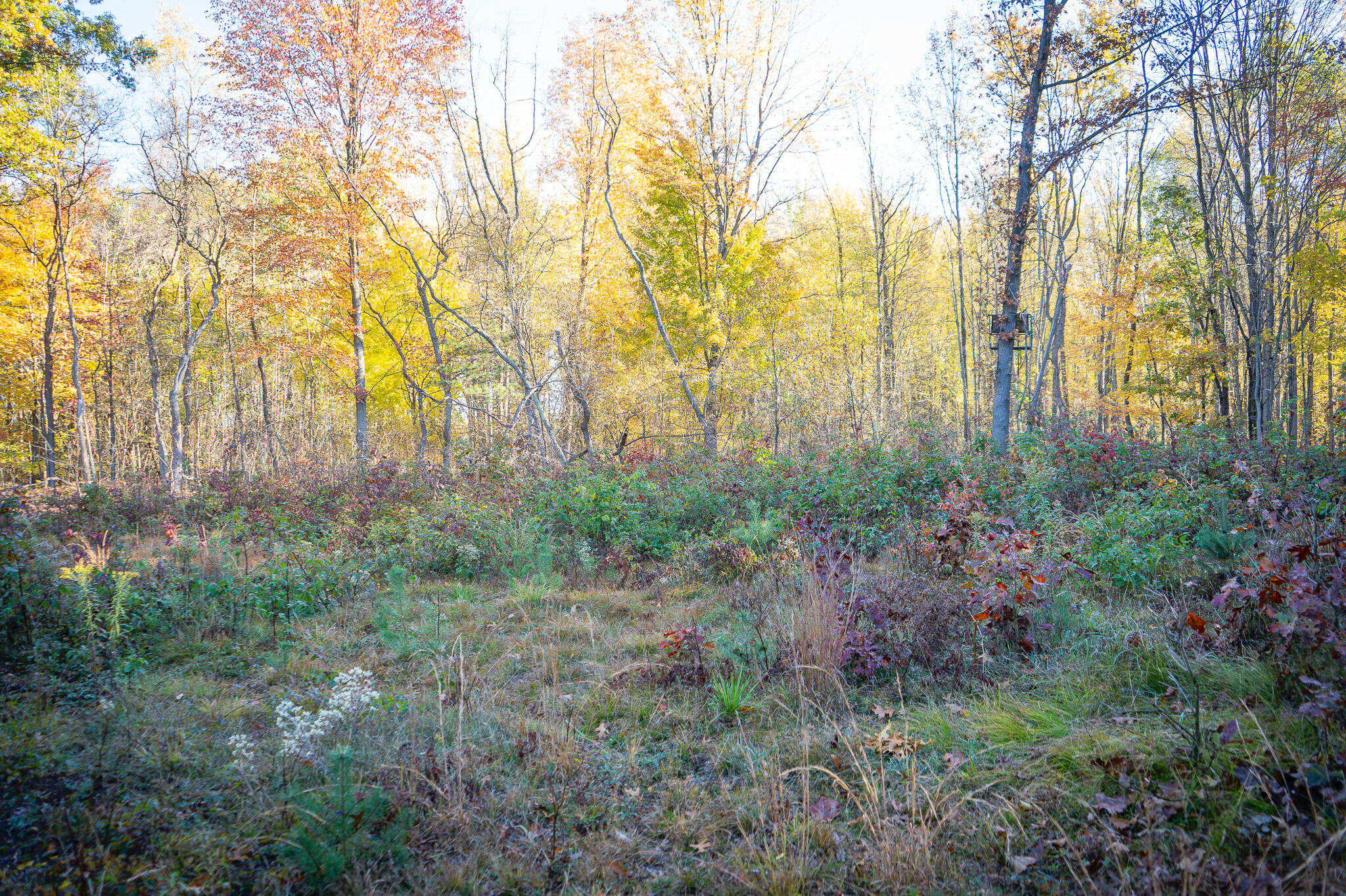 00 Sullivan Road Ravenna, MI 49451 - Photo 10 of 32 DSC07399