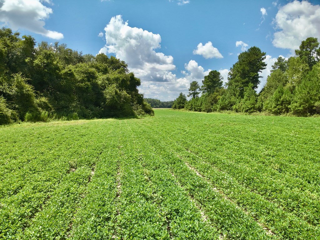 92-acres Bazemore Mill Pond Road Gordon, AL 36343 - Photo 8 of 15