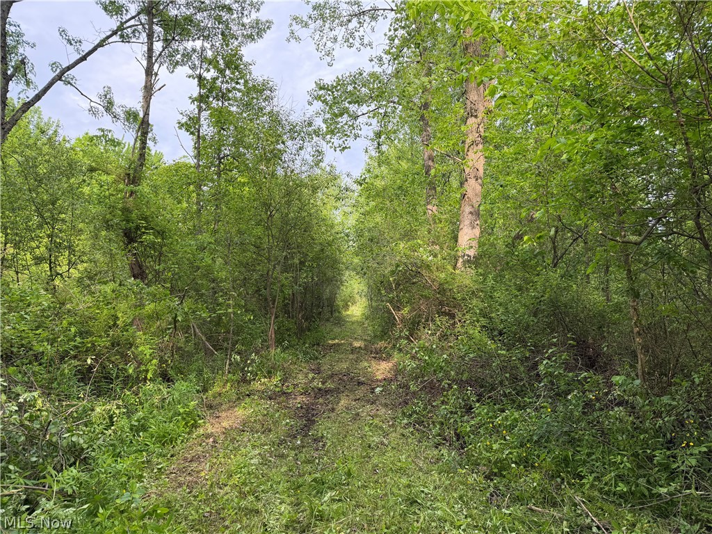 Natural woodland setting featuring varied mature trees and undergrowth