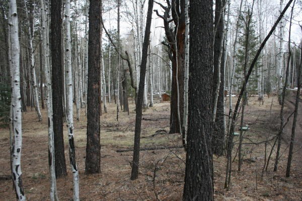 64 Co Road Alpine, AZ 85920 - Photo 10 of 42