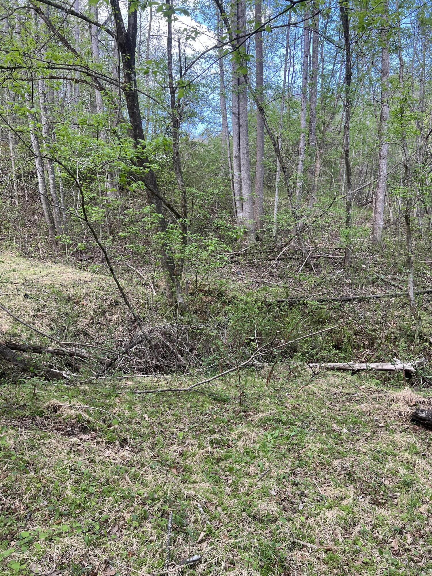 332 Terrace Road Boones Mill, VA 24065 - Photo 3 of 4 a view of a forest with trees