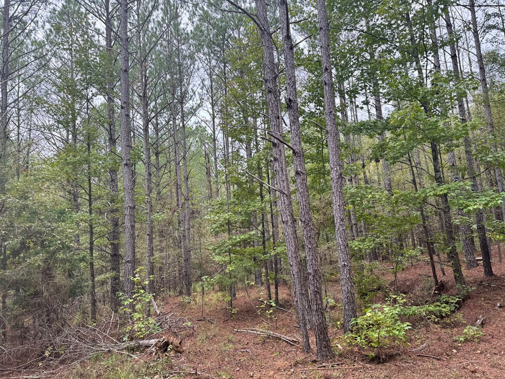 0 Ben Chapman Road Brandon, MS 39042 - Photo 5 of 28 Photo 5