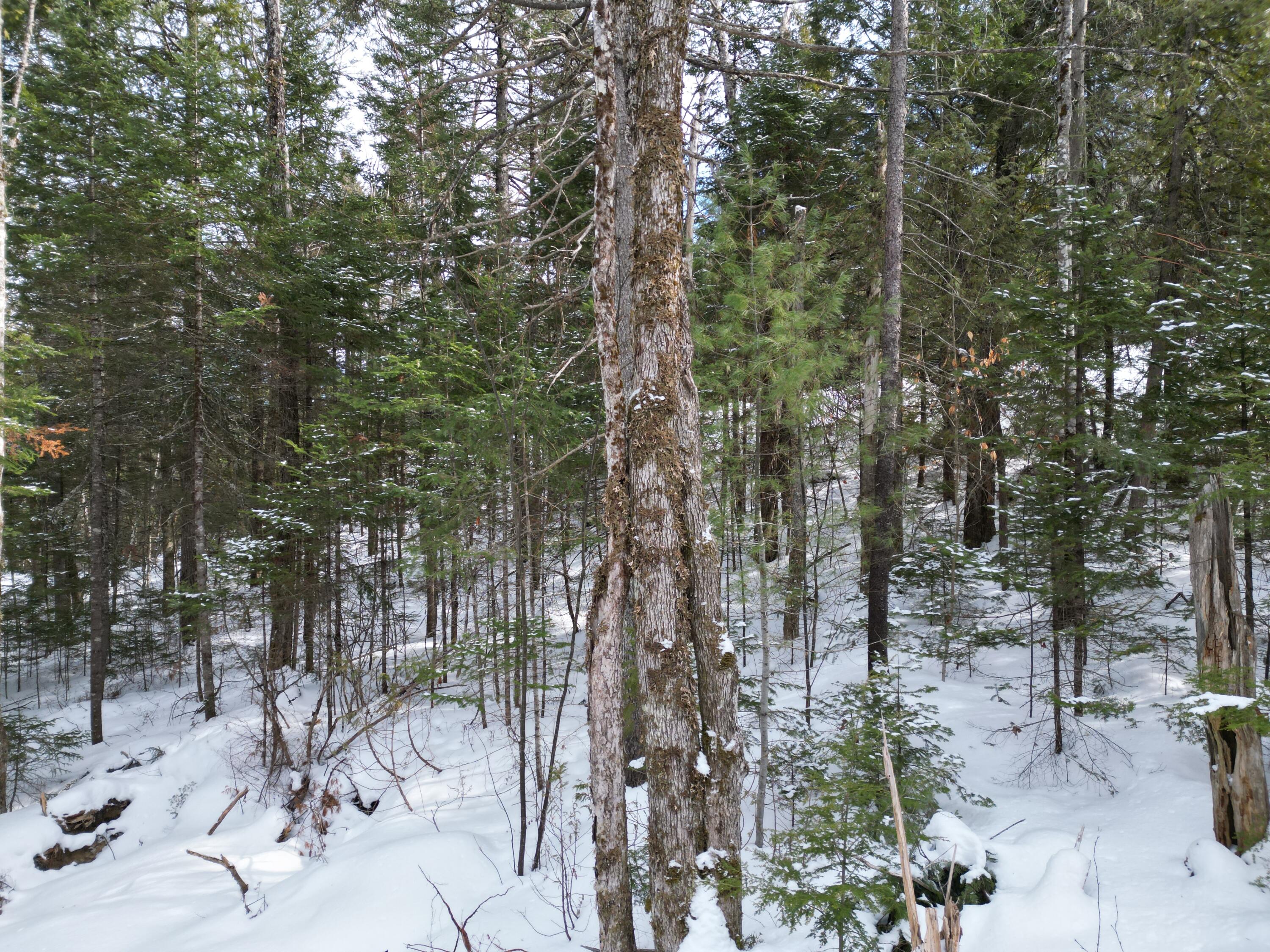 12 Falcon Ridge Lincoln, ME 04457 - Photo 3 of 10 DJI_0022