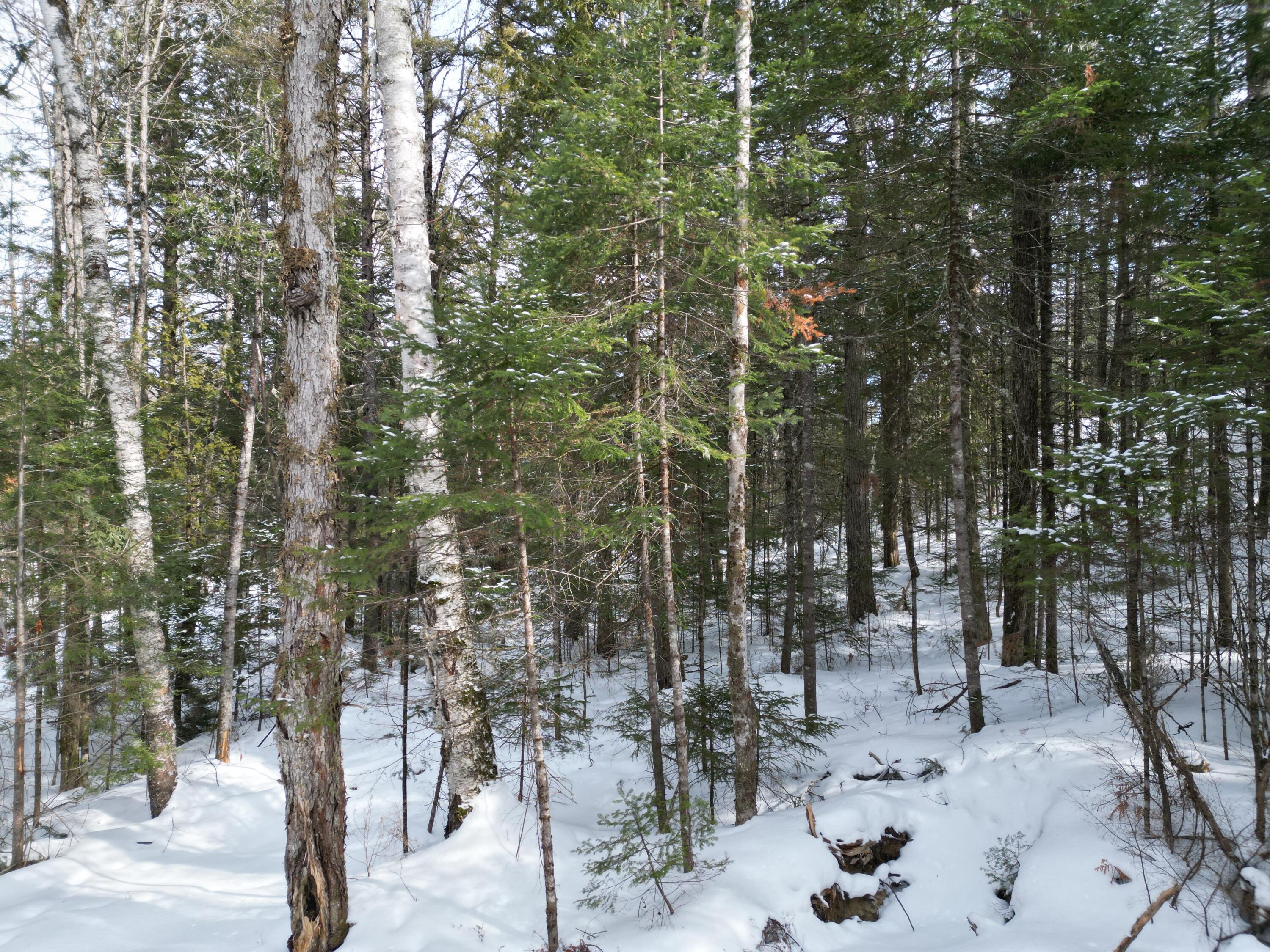 12 Falcon Ridge Lincoln, ME 04457 - Photo 4 of 10 DJI_0023