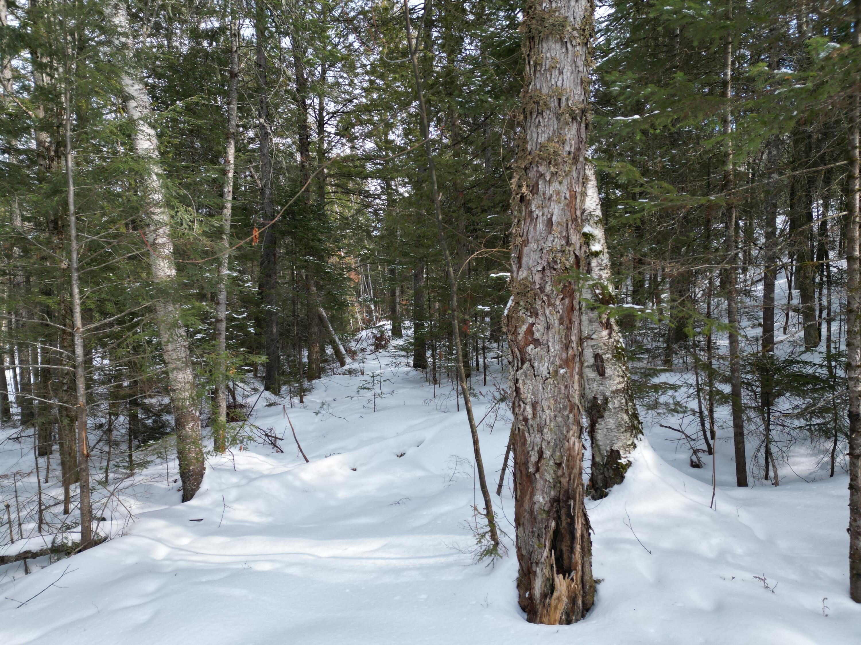 12 Falcon Ridge Lincoln, ME 04457 - Photo 6 of 10 DJI_0025