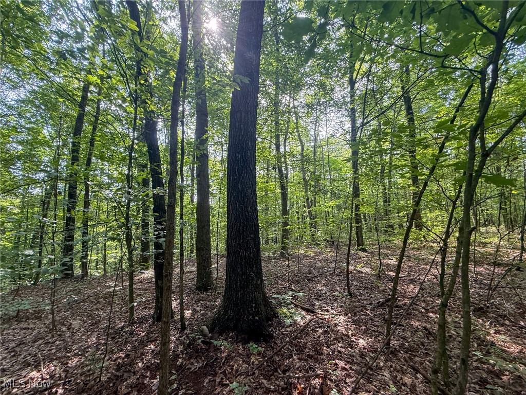 273 Twp Road Shawnee, OH 43782 - Photo 25 of 27 View of tree filled area