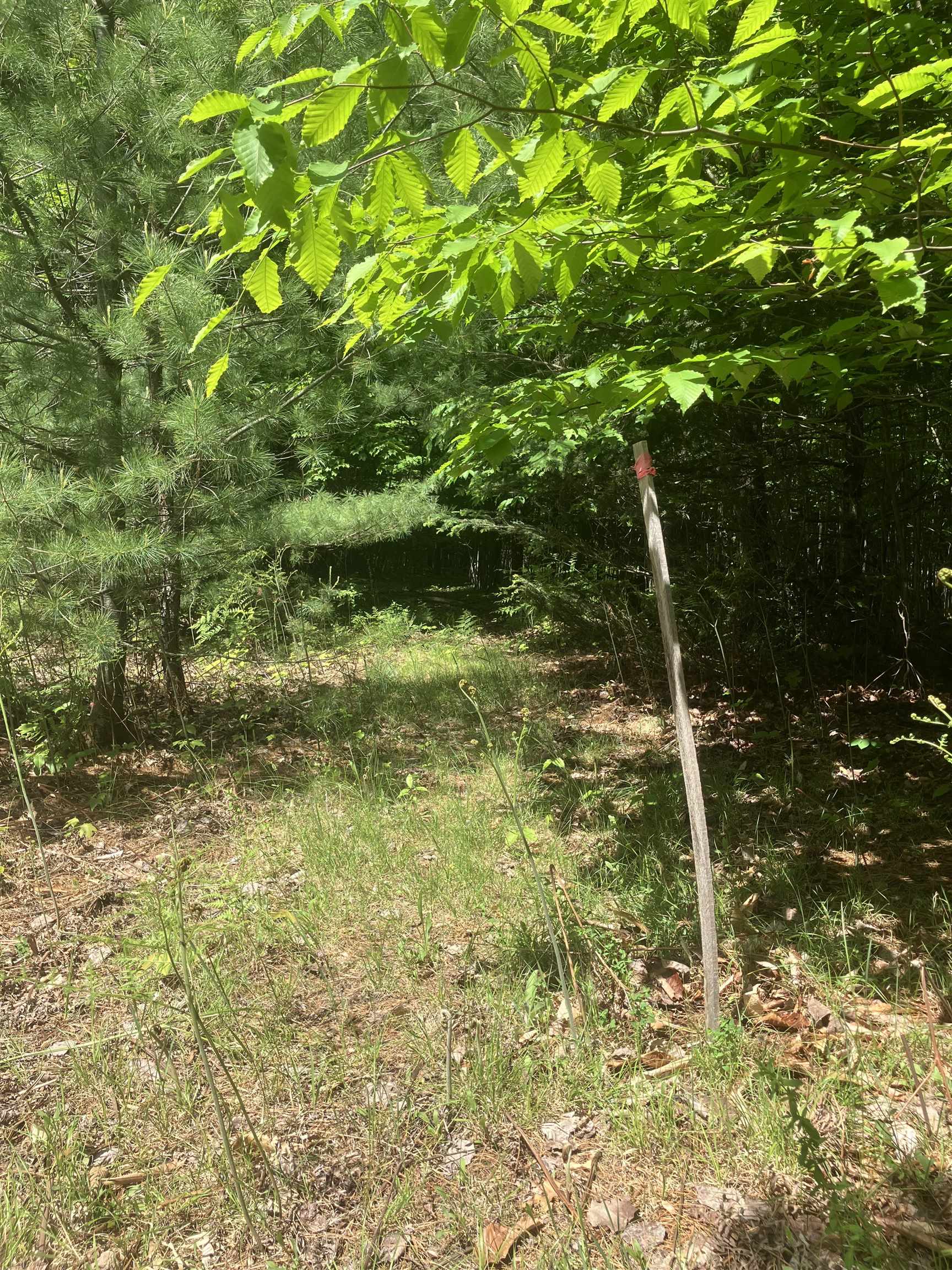 Tbd Dorman Road Northeast Kalkaska, MI 49646 - Photo 4 of 14