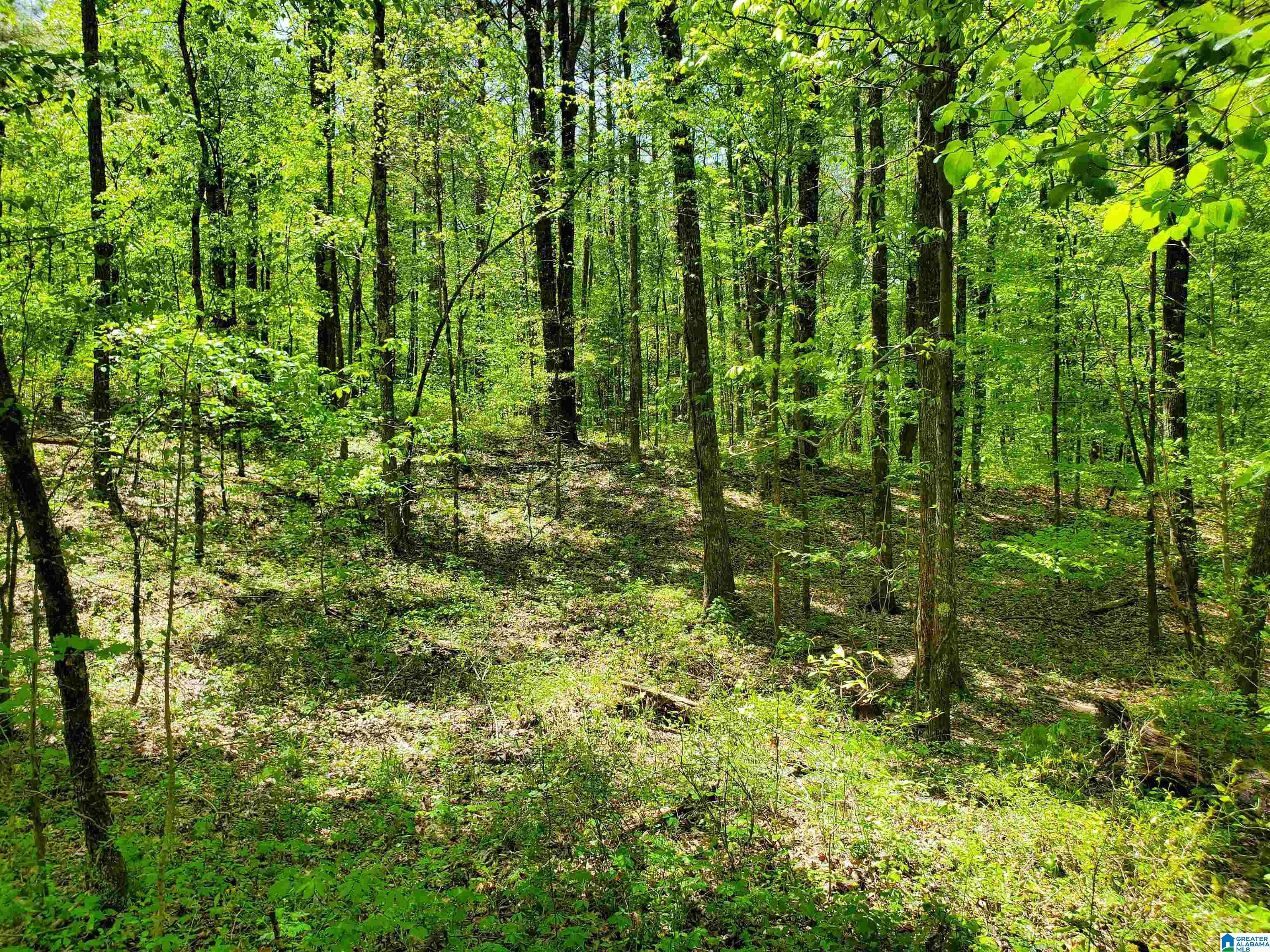 31 County Road Ashville, AL 35953 - Photo 9 of 14