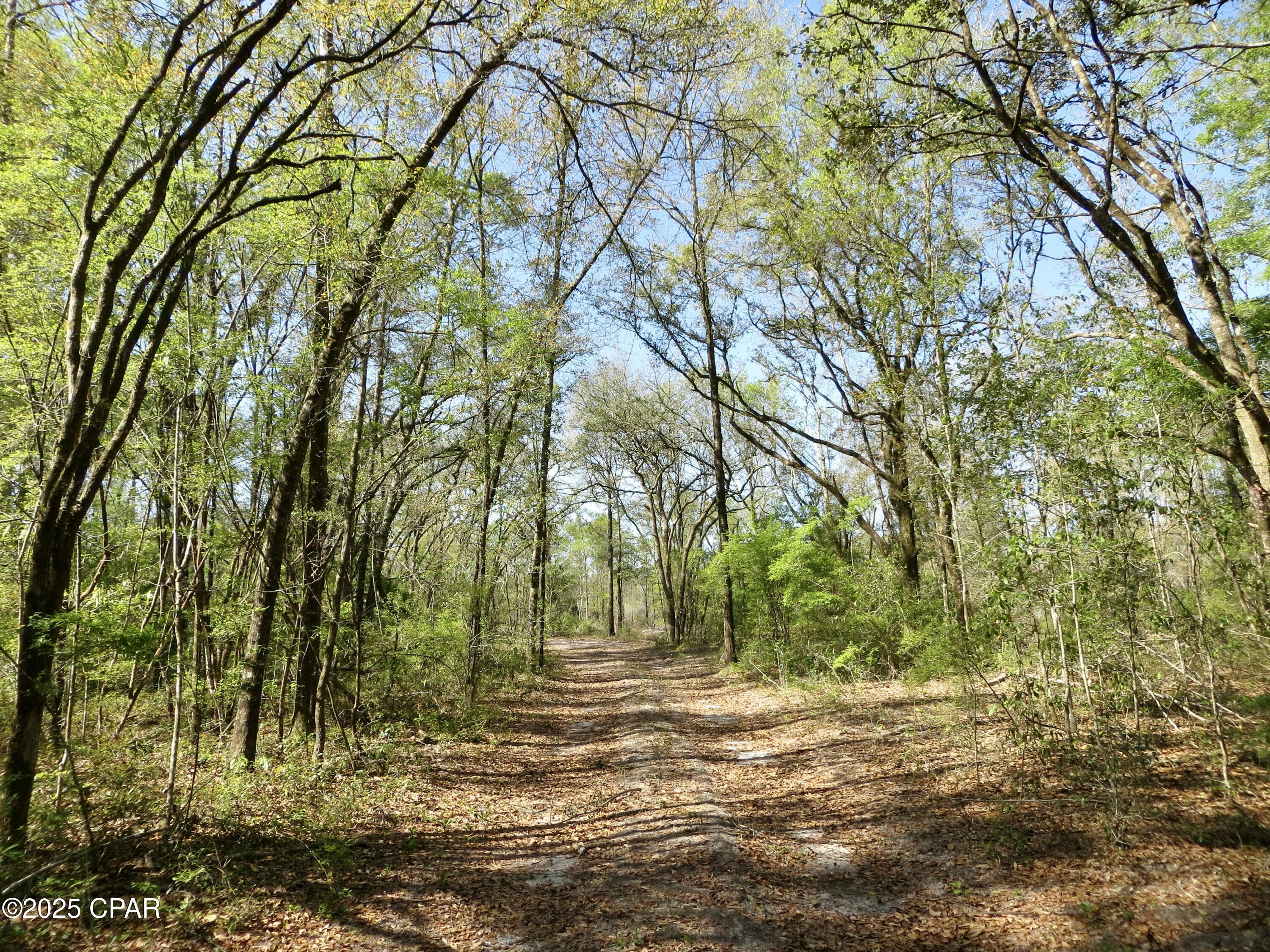 2839 Highway 79 Vernon, FL 32462 - Photo 6 of 26