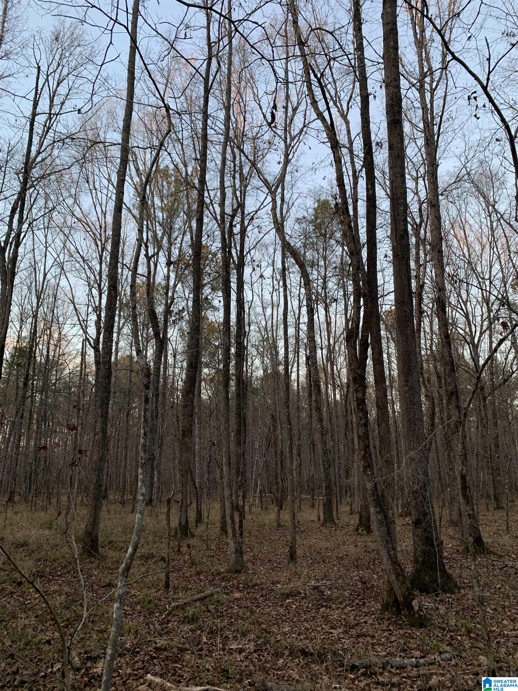 156 County Road Jemison, AL 35085 - Photo 10 of 14