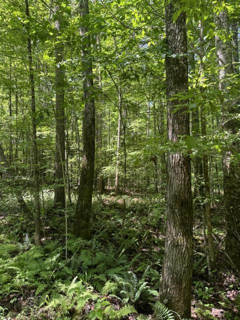 2784 Fiery Gizzard Road South Pittsburg, TN 37380 - Photo 8 of 19 Hankins 4